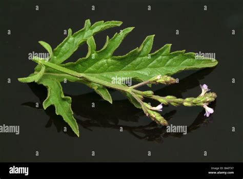 Blüten und Blätter der Heilpflanze Eisenkraut Druidenkraut gemeinsame