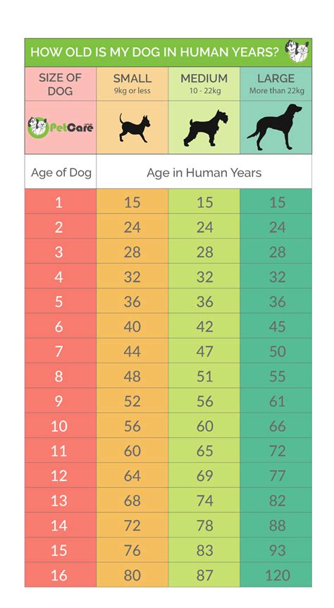 Dog Years Calculator Convert Dog Age Dog Age Chart Dog Ages