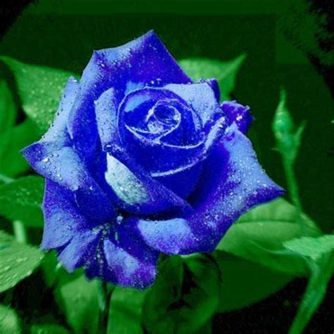 30pcs Blue Rose Seeds Blue Enchantress Rosa Chinensis Jacq
