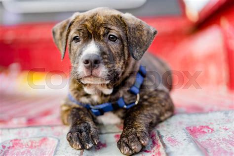 Pitbull Puppy Dog Stock Image Colourbox