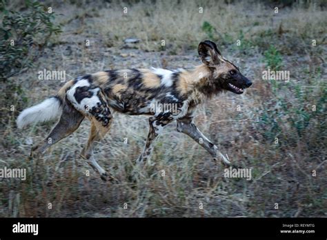 How Fast Can A African Wild Dog Run