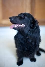 Dachshund breed long haired dachshund dachshund love black dachshund dog lover gifts dog lovers best apartment dogs miniature dachshunds most popular dog breeds. Is black a standard color for a Dachshund? - Quora