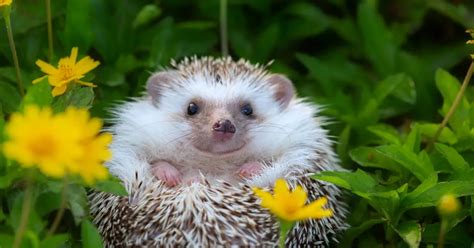 How Fast Are Hedgehogs Important Facts To Know