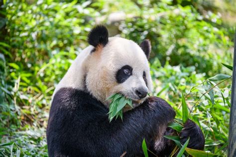 Cute Panda Eating Bamboo Leaves Stock Image Image Of Cute Animal