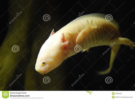 Exotic Fish With Hands And Legs Stock Photo Image Of