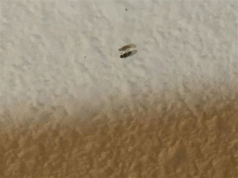 What Is This Bug I Found A Couple On The Ceiling In My House Insects