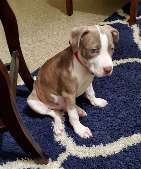 2 females left ready for they new homes pure bred pitbull puppies. American Pit Bull Terrier Puppies For Sale | Manhattan, NY #307235
