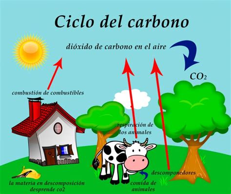Ciclo Del Carbono Para Dibujar