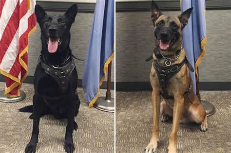 Secret Service Guard Dogs Are In Spotlight After Latest White House