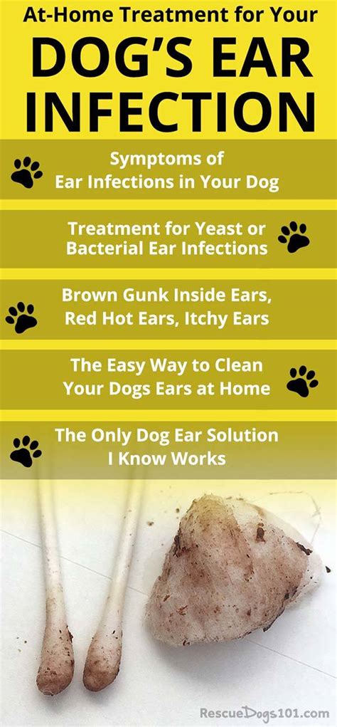 The Secret To Getting Rid Of Ear Infections In Your Dog At Home