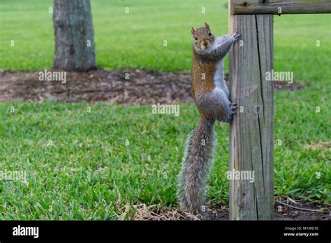 Usa Florida Brown Squirrel With Long Bushy Tail Climbing Up A Wood