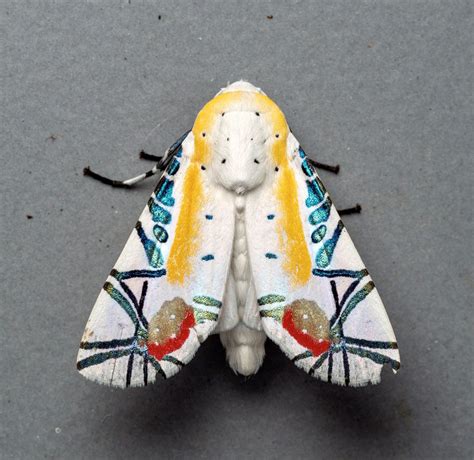 Science Girl On Twitter Picasso Moth Baorisa Hieroglyphica Msone