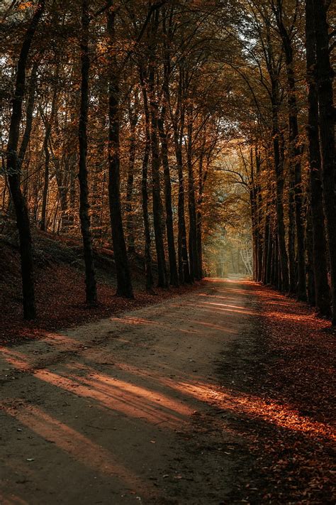 Alley Path Trees Autumn Forest Hd Phone Wallpaper Peakpx