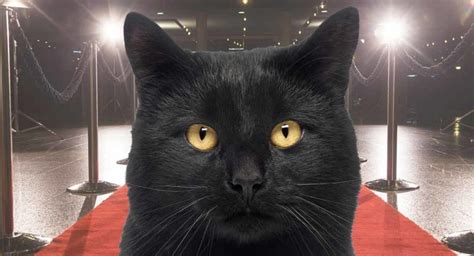 Famous Black Cat Names How Many Do You Recognize