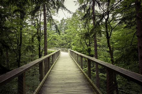 3840x2560 Bridge Daylight Environment Forest Green Hike