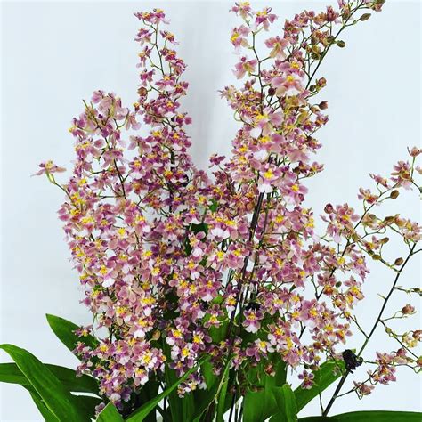 Oncidium Twinkle Toh Garden Singapore Orchid Plant Flower Grower