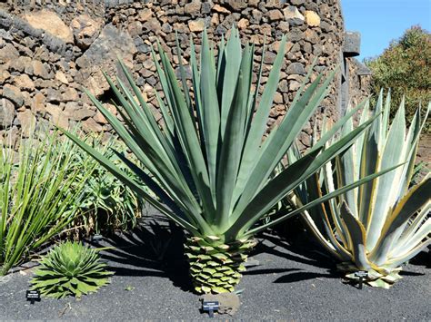Agave Fourcroydes Henequen World Of Succulents