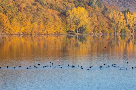 Golden Autumn Trees And Lake Autumn Landscape Sunny Morning Stock