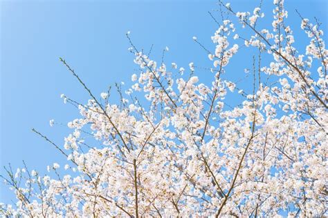Cherry Blossoms And Blue Sky Stock Image Image Of Fresh Tree 40097137