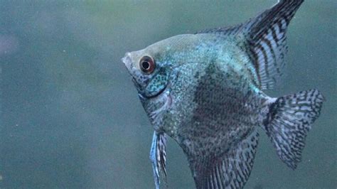 22 Different Freshwater Angelfish Types For Your Aquarium