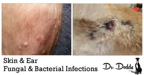 The spread of infection through the bloodstream to the middle ear is also possible, but it is rare. Dr. Jean Dodds' Pet Health Resource Blog | Skin and Ear ...