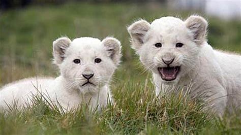 Charming White Lion Baby Hd Wallpapers