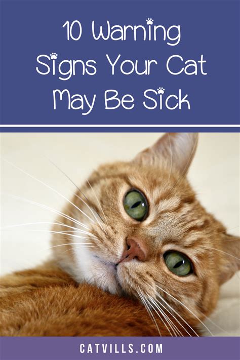 10 Warning Signs That Your Cat Is Sick Artofit