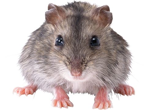 Mouse Rat Png Image Transparent Image Download Size 2035x1540px