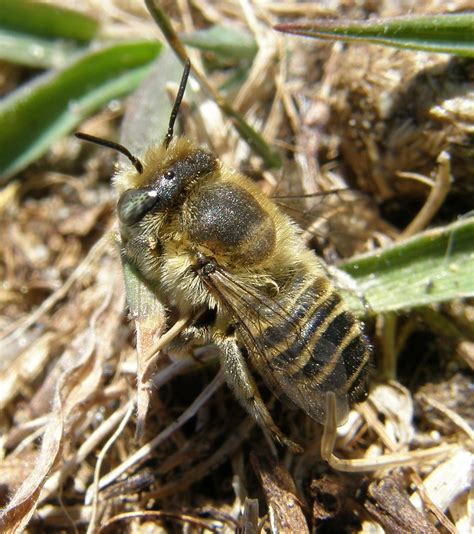 Megachile Leachella Female Tide Mills Sussex 2011d Flickr