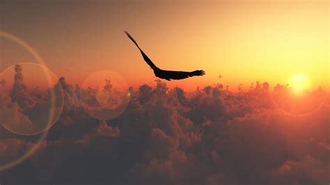 Bird In The Sky Hd Desktop Wallpaper Widescreen High Definition