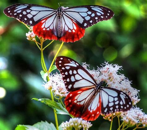 307 Best Colorful Butterfly Images On Pinterest Beautiful Butterflies