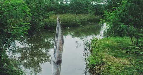 Ekowisata Mangrove Wonorejo Surabaya