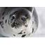 Thousands Of Baby Seals Face Slaughter From Outdated Hunt In Canada 