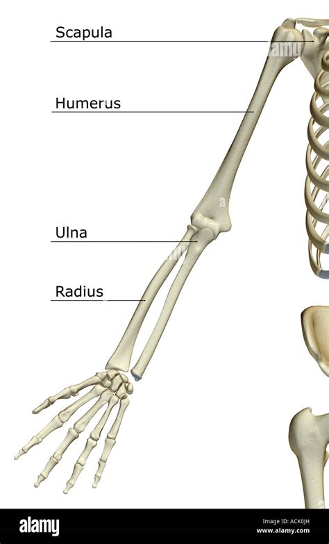 Upper Limb Hi Res Stock Photography And Images Alamy
