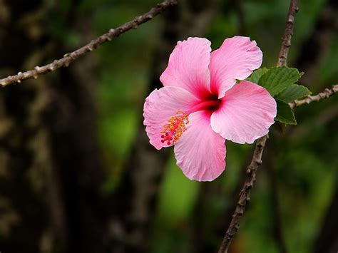 Hibiscus Rosa Sinensis Hibiscus Rosa Sinensis L Malvaceae Flickr