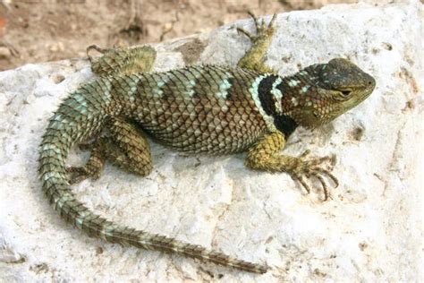 Blue Spiny Lizard Owns A Small Stronghold In Texas