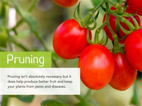 How To Prune Tomato Plants The Right Way
