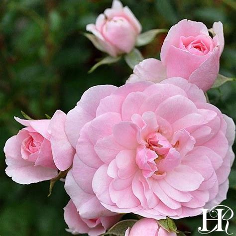 At last rose (rosa) live shrub, orange flowers. Bonica Rose - Landscape - Lightly Fragrant - Heirloom ...