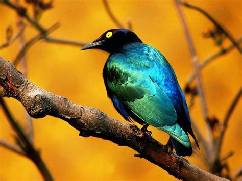 Amazing Wild Life Photography Birds Desktop Wallpapers Wallpaper Zone