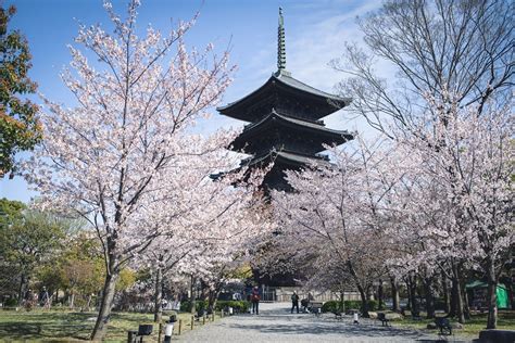 Why You Cant Miss The Toji Temple In Kyoto
