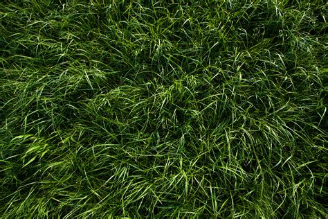 Grass Textures Photoshop Textures Free Textures