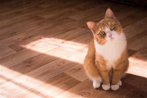 Understanding Cat Scooting And How To Manage It