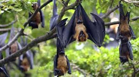 Nipah virus is the causative agent of the nipah virus infection, an emerging zoonotic disease first reported after an outbreak in malaysia in 1998. The Deadly Nipah Virus - Nagpur Today : Nagpur News