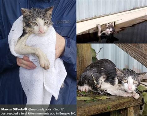 Cat Rescued During The Hurricane Florence Flooding In Nc Has Now Turned