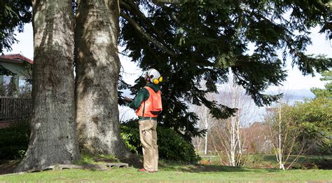 Level 2 Assessment Arbor Care Tree Specialists