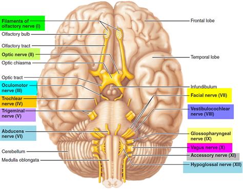 Cranial Nerves Names Of The 12 Cranial Nerves Mnemonic And Function