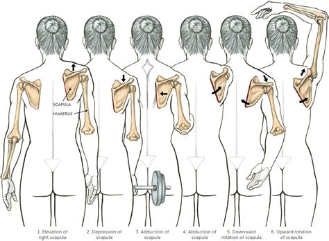 Shoulder Scapula Movement Human Anatomy Drawing Human Anatomy