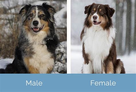 Male Vs Female Australian Shepherds Key Differences With Pictures Hepper