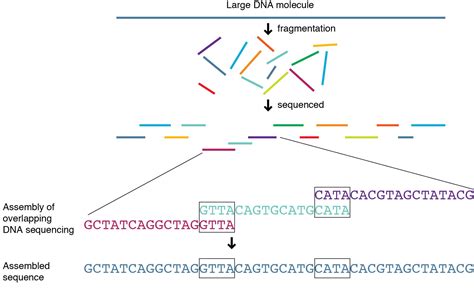 Whole Genome Sequencing Genetics Generation