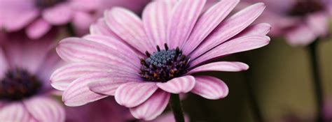 Pictures Of Pretty Purple Flowers